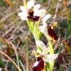ORCHIDEES DU FENOUILLEDES
