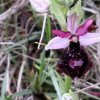 ORCHIDEES DU FENOUILLEDES