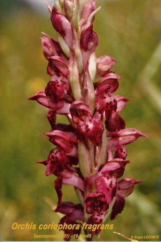 ORCHIDEES_FENOUILLEDES