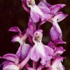 ORCHIDEES_FENOUILLEDES