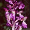 ORCHIDEES_FENOUILLEDES