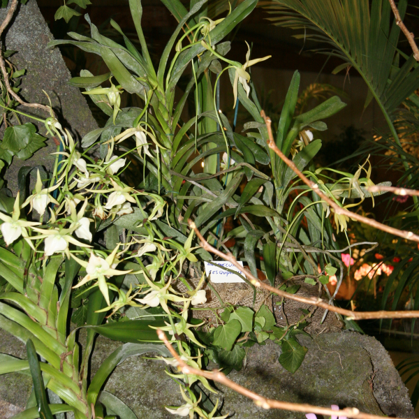 Perpignan_2006
