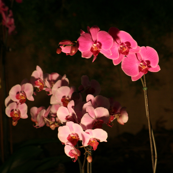 Perpignan_2006