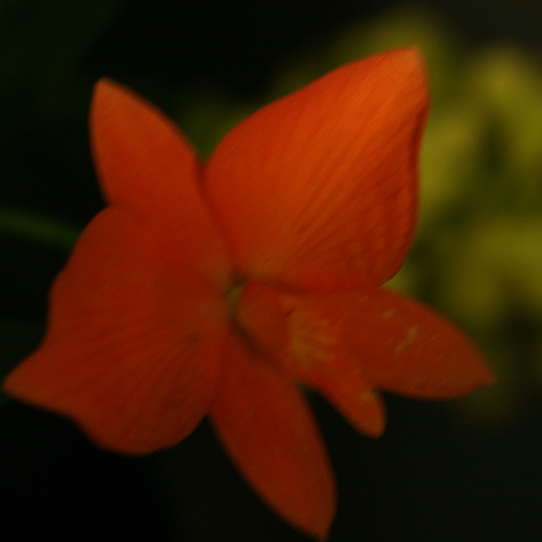Perpignan_2006