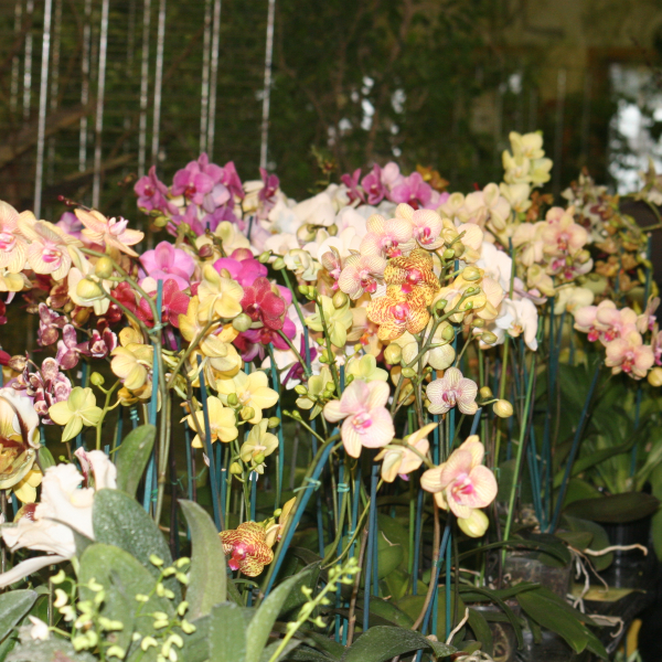 Perpignan_2006