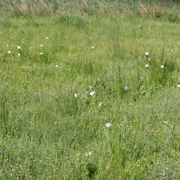 Convolvulus arvensis