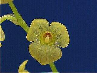 ACTIVITES &raquo; ORCHIDEES DU FENOUILLEDES &raquo; especes_botaniques