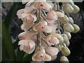 ORCHIDEES DU FENOUILLEDES