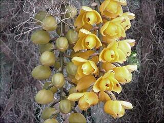 ORCHIDEES DU FENOUILLEDES