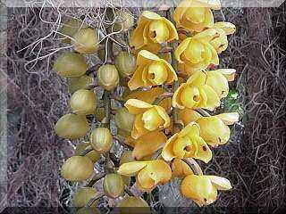 ORCHIDEES DU FENOUILLEDES