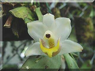 ORCHIDEES DU FENOUILLEDES