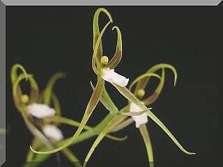 ORCHIDEES DU FENOUILLEDES