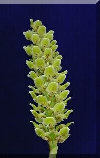 ORCHIDEES DU FENOUILLEDES