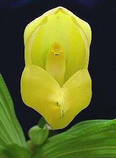 ORCHIDEES DU FENOUILLEDES