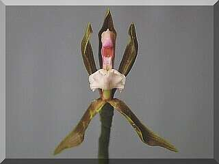 ORCHIDEES DU FENOUILLEDES