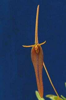 ORCHIDEES DU FENOUILLEDES