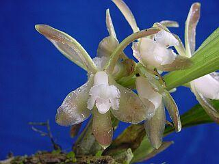 ORCHIDEES DU FENOUILLEDES