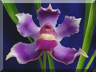 ORCHIDEES DU FENOUILLEDES