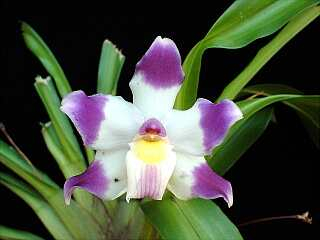 ORCHIDEES DU FENOUILLEDES
