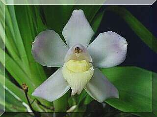 ORCHIDEES DU FENOUILLEDES
