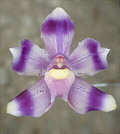 ORCHIDEES DU FENOUILLEDES