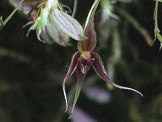 ORCHIDEES DU FENOUILLEDES