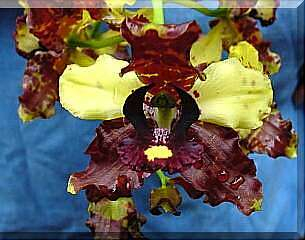ORCHIDEES DU FENOUILLEDES