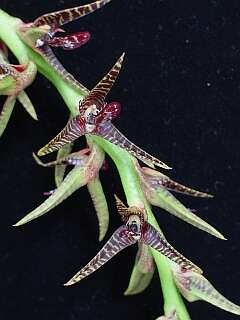 ORCHIDEES DU FENOUILLEDES