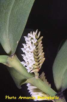 ORCHIDEES DU FENOUILLEDES