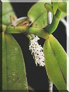 ORCHIDEES DU FENOUILLEDES