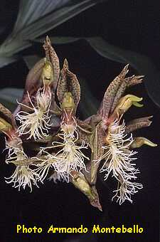 ORCHIDEES DU FENOUILLEDES