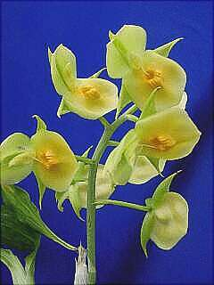 ORCHIDEES DU FENOUILLEDES