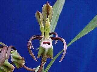 ORCHIDEES DU FENOUILLEDES