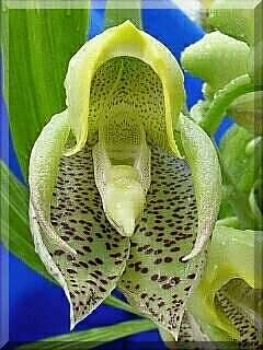 ORCHIDEES DU FENOUILLEDES