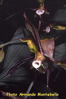 ORCHIDEES DU FENOUILLEDES