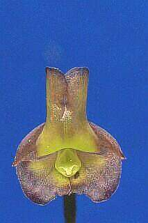 ORCHIDEES DU FENOUILLEDES