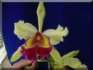 ORCHIDEES DU FENOUILLEDES