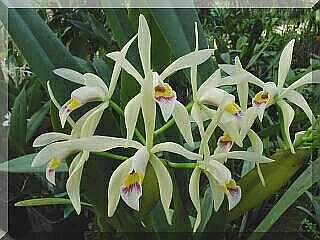 ORCHIDEES DU FENOUILLEDES