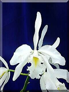ORCHIDEES DU FENOUILLEDES