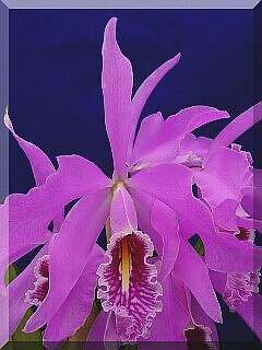 ORCHIDEES DU FENOUILLEDES