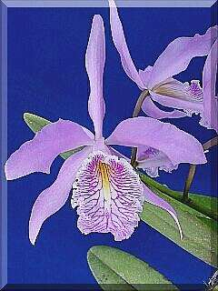 ORCHIDEES DU FENOUILLEDES