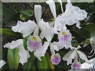 ORCHIDEES DU FENOUILLEDES