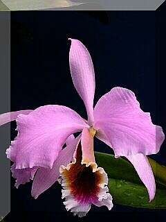 ORCHIDEES DU FENOUILLEDES