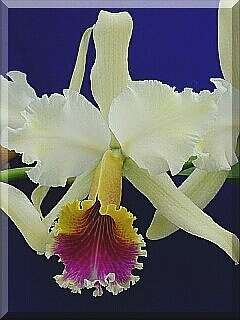 ORCHIDEES DU FENOUILLEDES