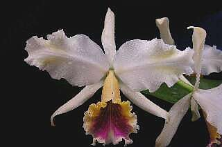 ORCHIDEES DU FENOUILLEDES
