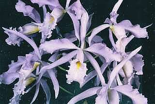 ORCHIDEES DU FENOUILLEDES