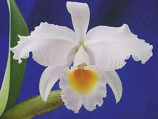ORCHIDEES DU FENOUILLEDES