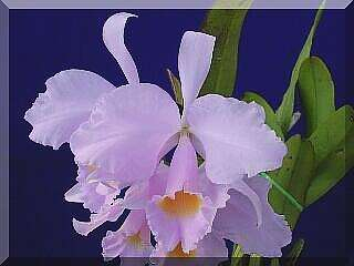 ORCHIDEES DU FENOUILLEDES