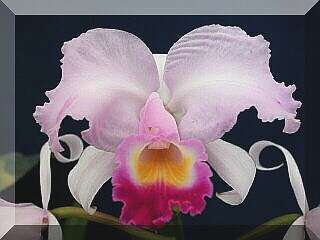 ORCHIDEES DU FENOUILLEDES