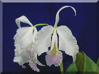 ORCHIDEES DU FENOUILLEDES
